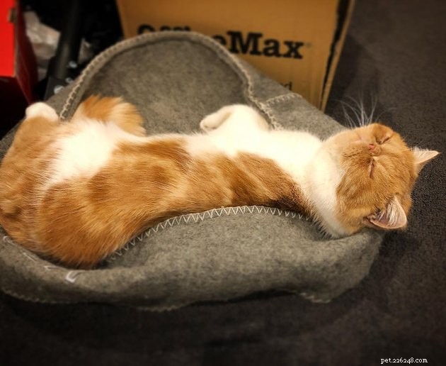 24 Cats Who Finally Loved Their New Cat Furniture