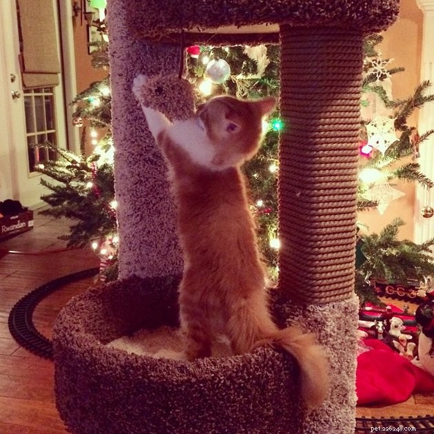 24 Cats Who Finally Loved Their New Cat Furniture