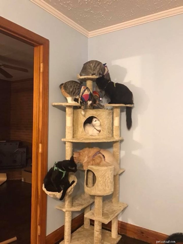 24 Cats Who Finally Loved Their New Cat Furniture