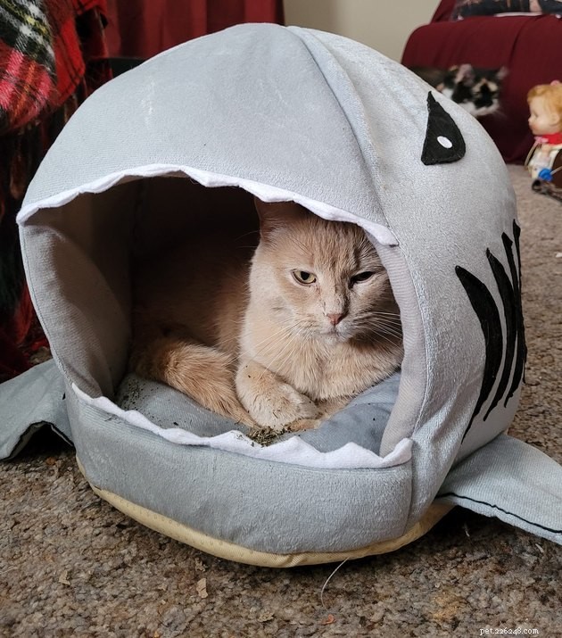 24 Cats Who Finally Loved Their New Cat Furniture