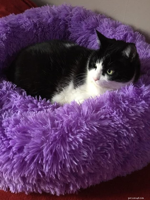 24 Cats Who Finally Loved Their New Cat Furniture