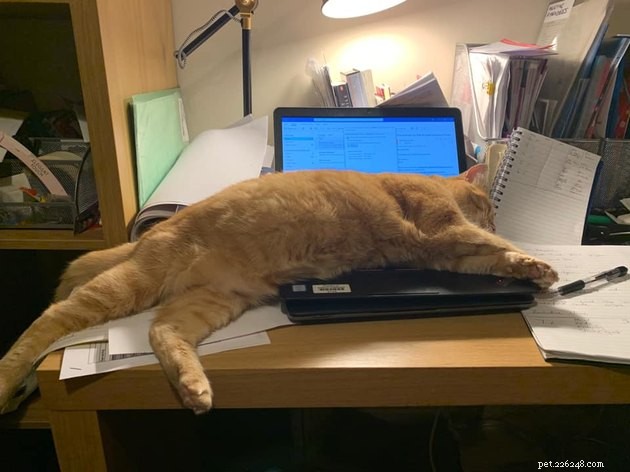 17 Adorable Cats That Keep Interrupting Your Zoom Meetings