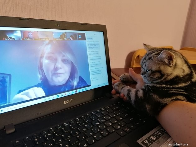 17 Adorable Cats That Keep Interrupting Your Zoom Meetings