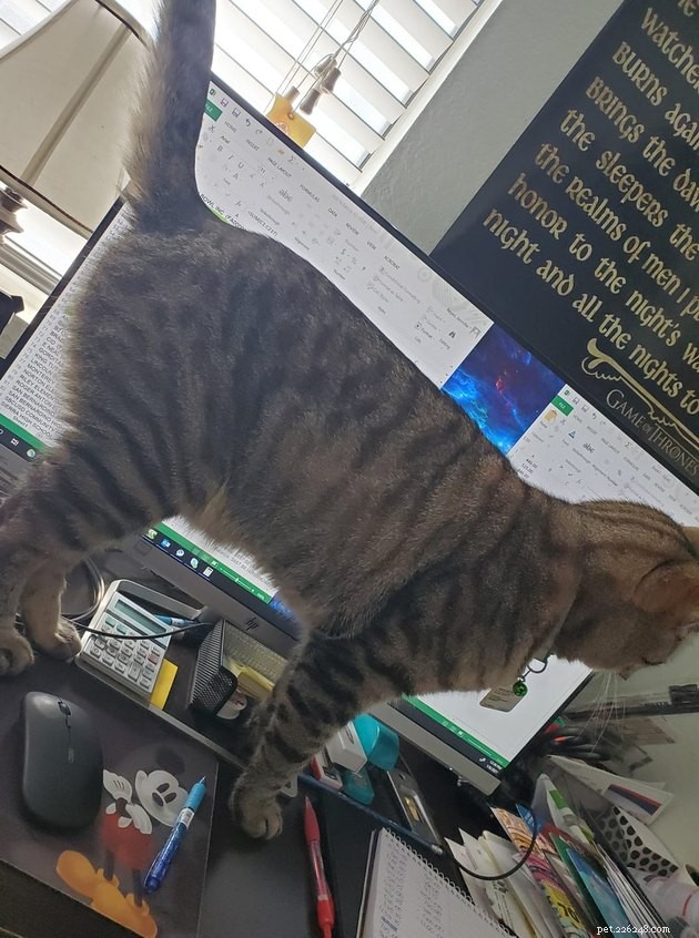 17 Adorable Cats That Keep Interrupting Your Zoom Meetings