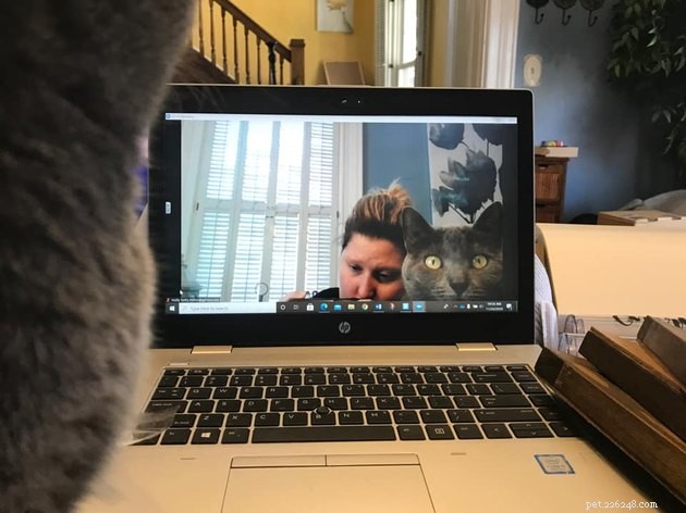 17 Adorable Cats That Keep Interrupting Your Zoom Meetings