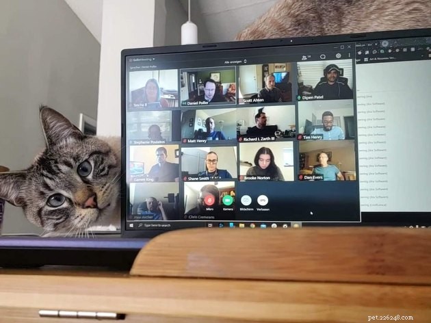 17 Adorable Cats That Keep Interrupting Your Zoom Meetings