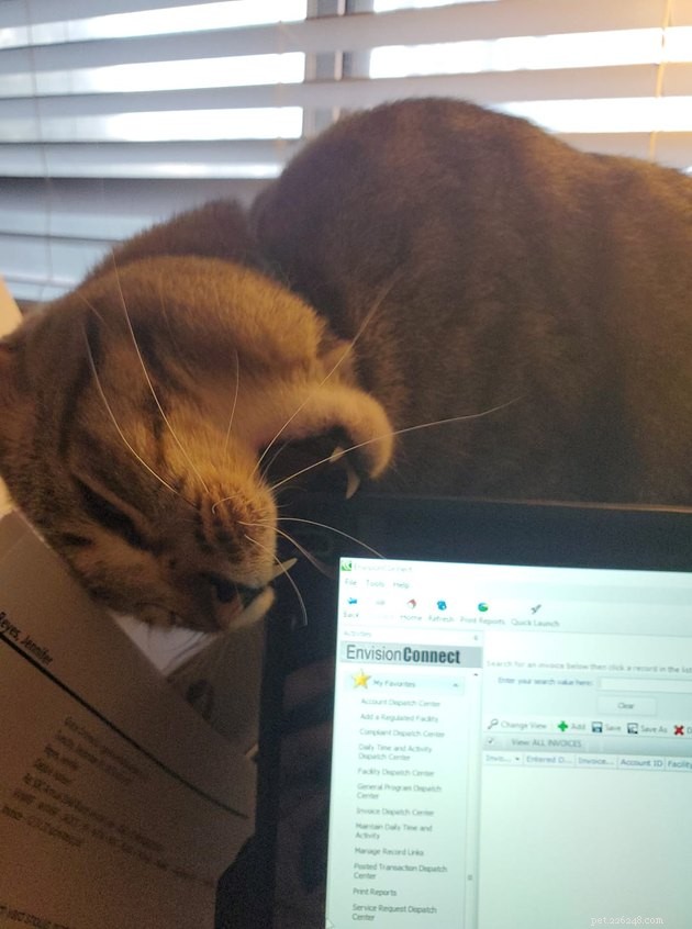 17 Adorable Cats That Keep Interrupting Your Zoom Meetings