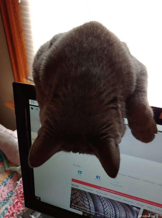 17 Adorable Cats That Keep Interrupting Your Zoom Meetings