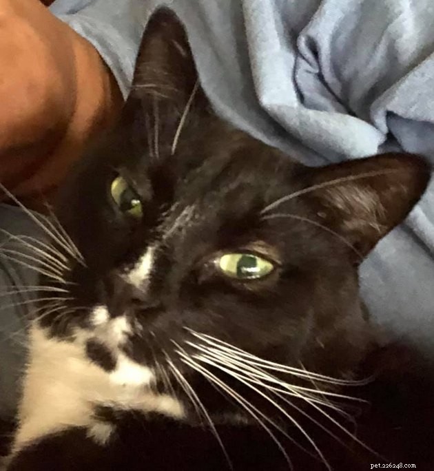 17 Adorable Cats That Keep Interrupting Your Zoom Meetings