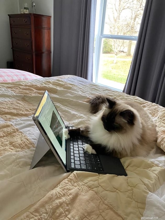 17 Adorable Cats That Keep Interrupting Your Zoom Meetings