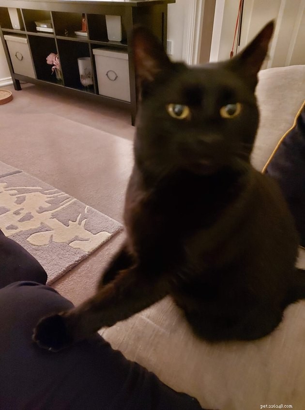 17 Adorable Cats That Keep Interrupting Your Zoom Meetings