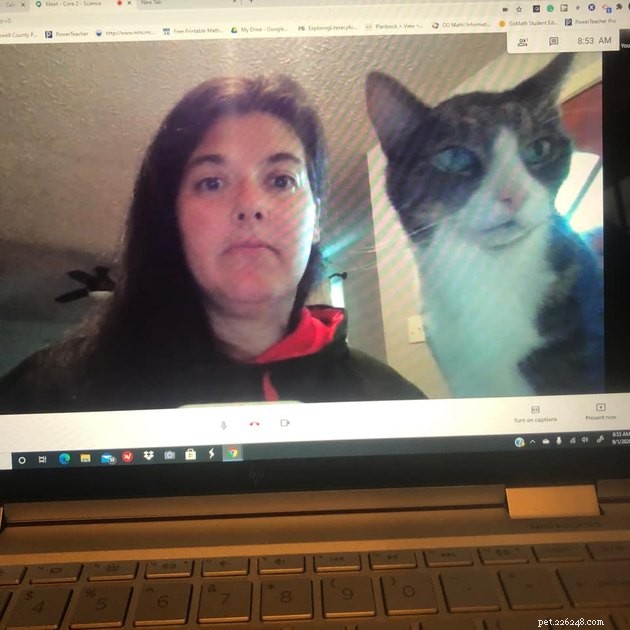 17 Adorable Cats That Keep Interrupting Your Zoom Meetings
