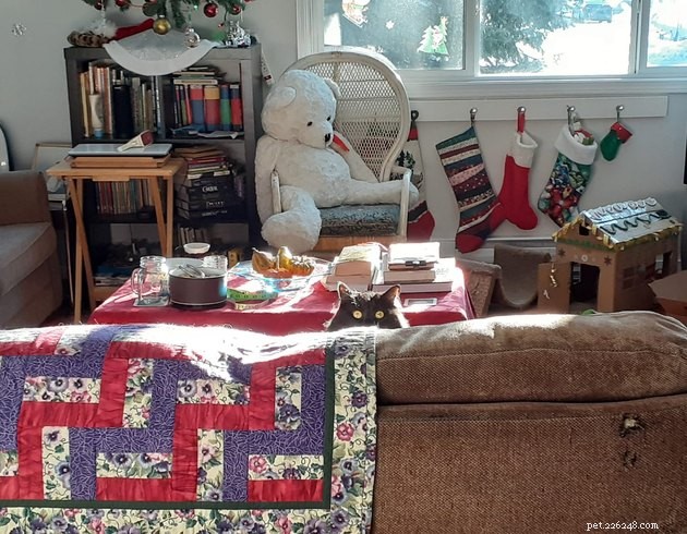 Top Highlights of the #FindMyCatChallenge: Cunning Cat Camouflage Revealed