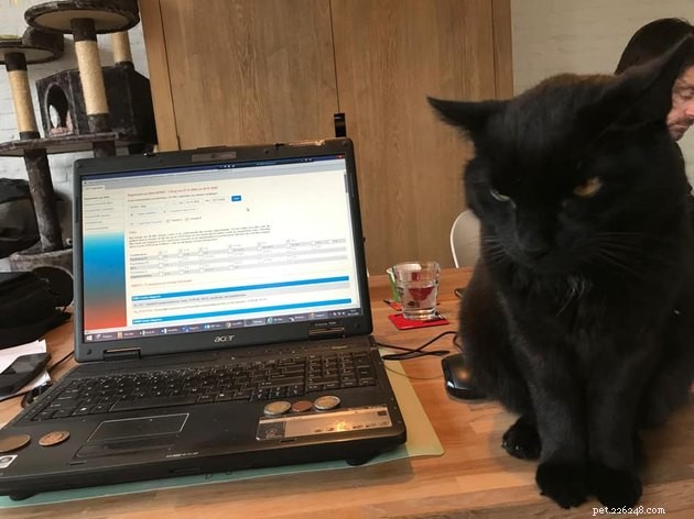 17 Adorable Cats That Keep Interrupting Your Zoom Meetings