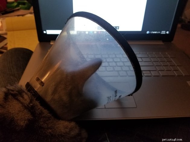 17 Adorable Cats That Keep Interrupting Your Zoom Meetings