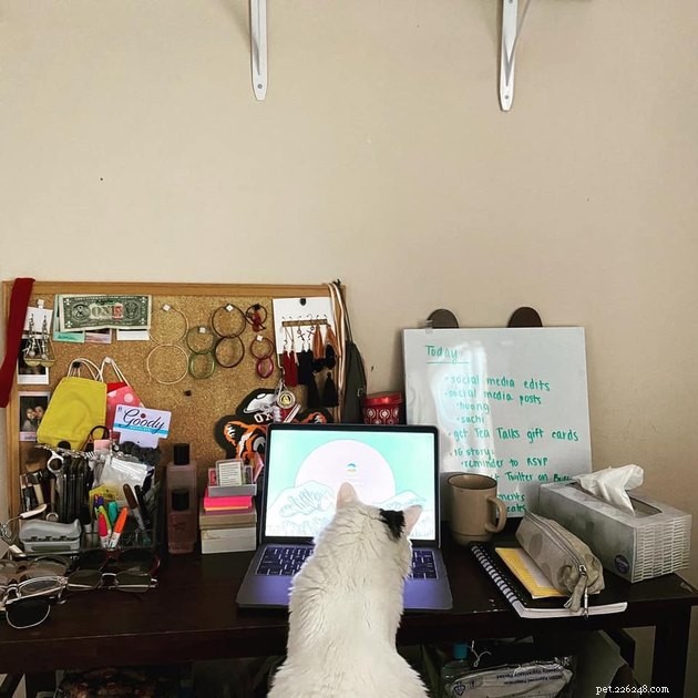 17 Adorable Cats That Keep Interrupting Your Zoom Meetings