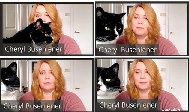 17 Adorable Cats That Keep Interrupting Your Zoom Meetings
