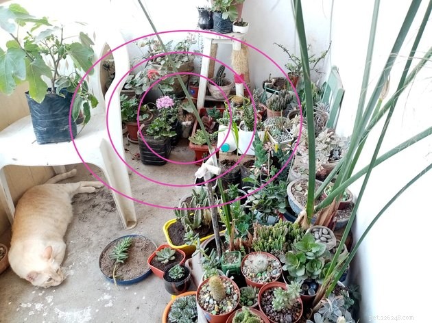 Top Highlights of the #FindMyCatChallenge: Cunning Cat Camouflage Revealed