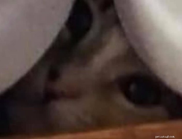 Top Highlights of the #FindMyCatChallenge: Cunning Cat Camouflage Revealed