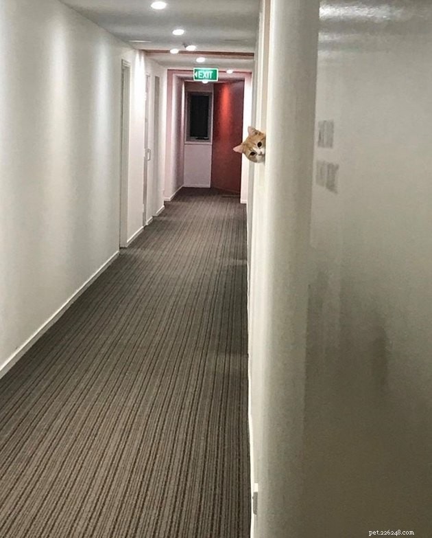 Top Highlights of the #FindMyCatChallenge: Cunning Cat Camouflage Revealed
