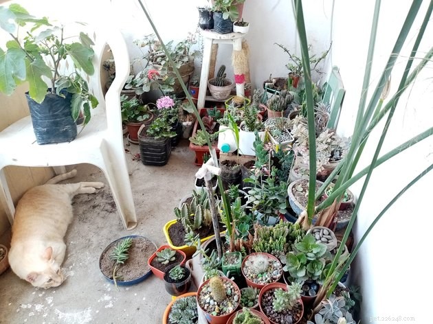 Top Highlights of the #FindMyCatChallenge: Cunning Cat Camouflage Revealed