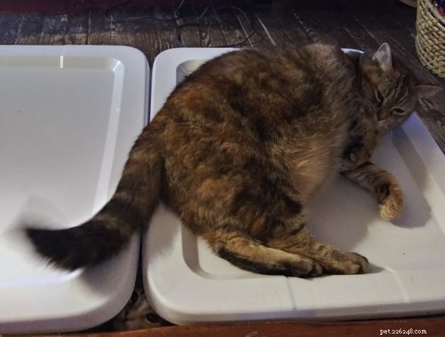 Top Highlights of the #FindMyCatChallenge: Cunning Cat Camouflage Revealed