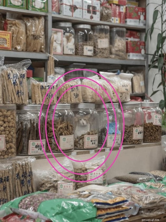 Top Highlights of the #FindMyCatChallenge: Cunning Cat Camouflage Revealed