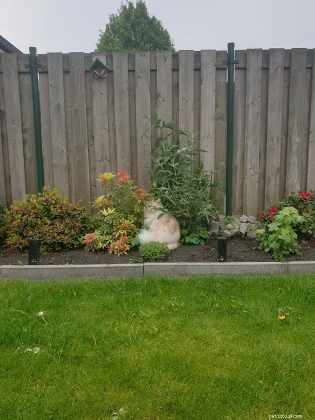 Top Highlights of the #FindMyCatChallenge: Cunning Cat Camouflage Revealed