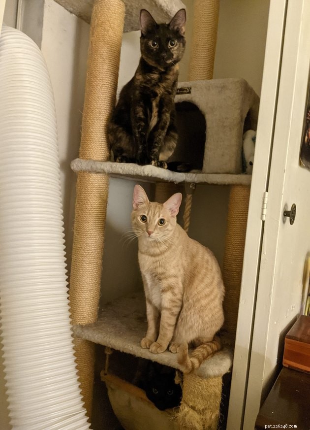 Top Highlights of the #FindMyCatChallenge: Cunning Cat Camouflage Revealed