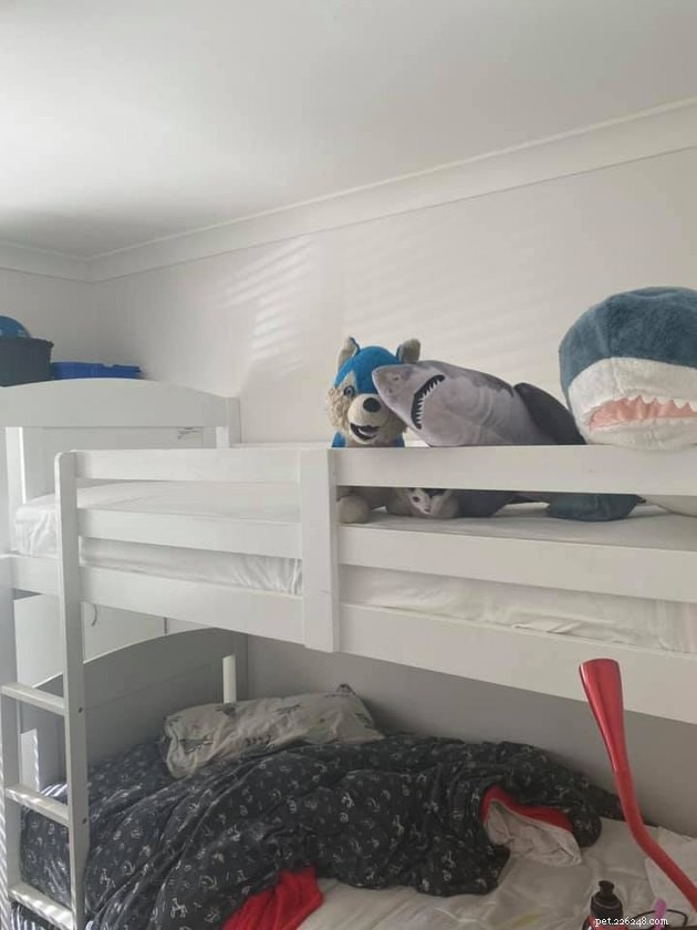 Top Highlights of the #FindMyCatChallenge: Cunning Cat Camouflage Revealed