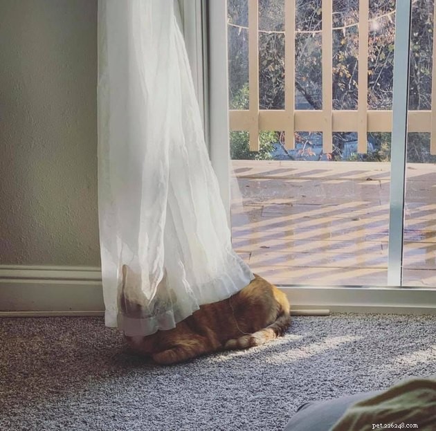 Top Highlights of the #FindMyCatChallenge: Cunning Cat Camouflage Revealed