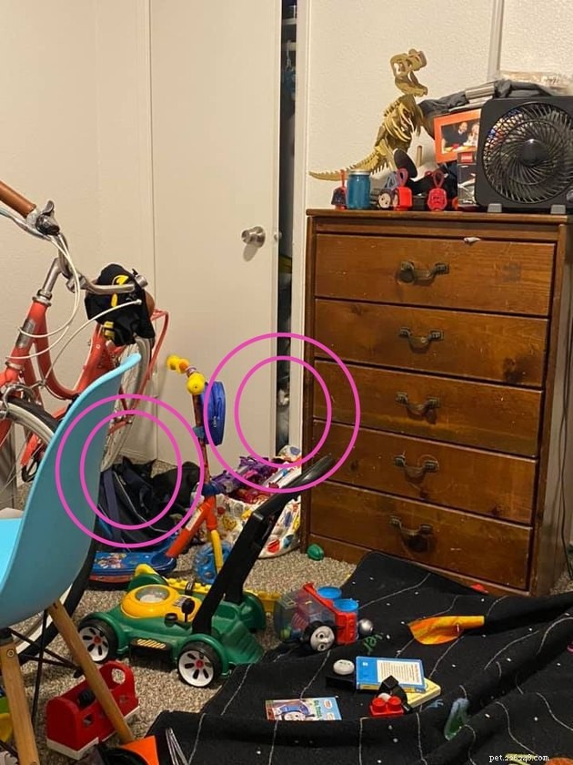 Top Highlights of the #FindMyCatChallenge: Cunning Cat Camouflage Revealed