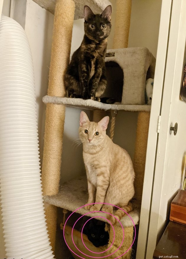 Top Highlights of the #FindMyCatChallenge: Cunning Cat Camouflage Revealed
