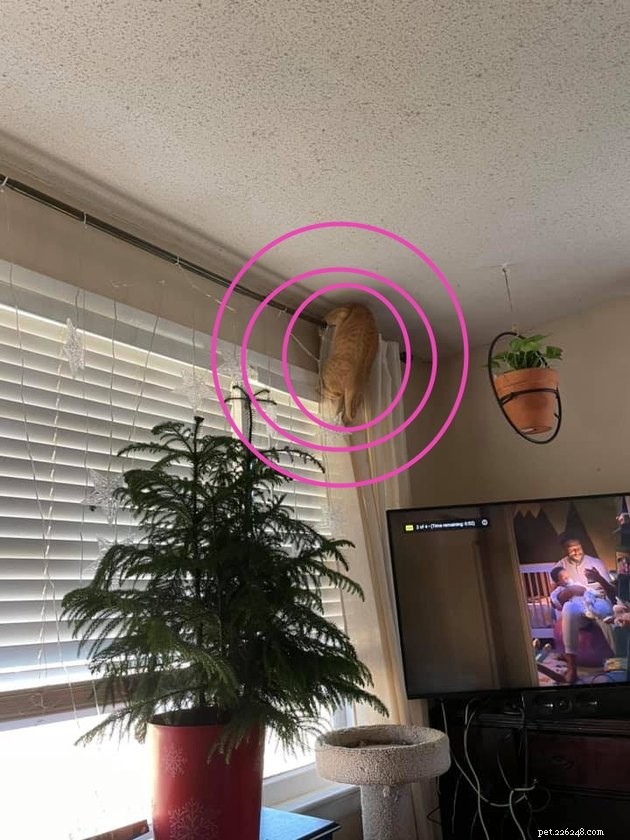 Top Highlights of the #FindMyCatChallenge: Cunning Cat Camouflage Revealed