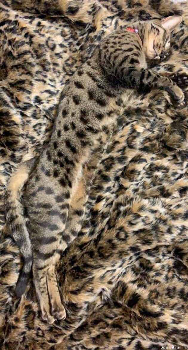 Top Highlights of the #FindMyCatChallenge: Cunning Cat Camouflage Revealed