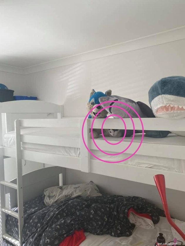 Top Highlights of the #FindMyCatChallenge: Cunning Cat Camouflage Revealed