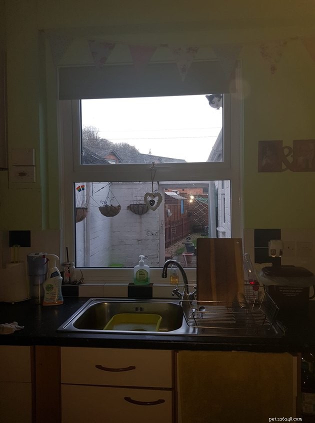 Top Highlights of the #FindMyCatChallenge: Cunning Cat Camouflage Revealed