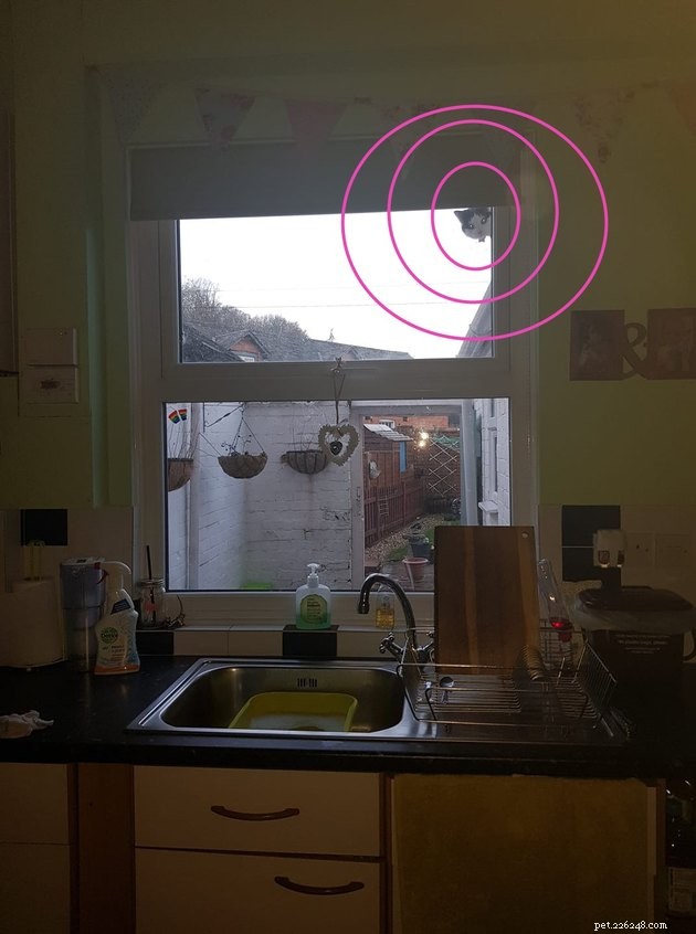 Top Highlights of the #FindMyCatChallenge: Cunning Cat Camouflage Revealed