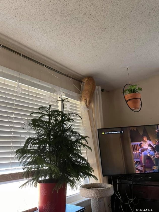 Top Highlights of the #FindMyCatChallenge: Cunning Cat Camouflage Revealed