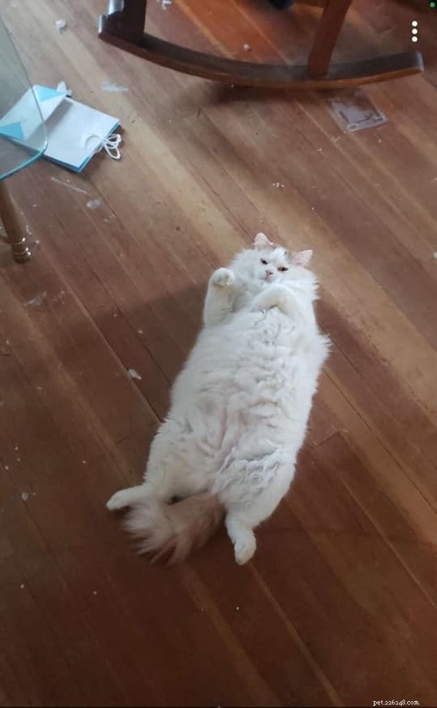 Top Highlights of the #FindMyCatChallenge: Cunning Cat Camouflage Revealed