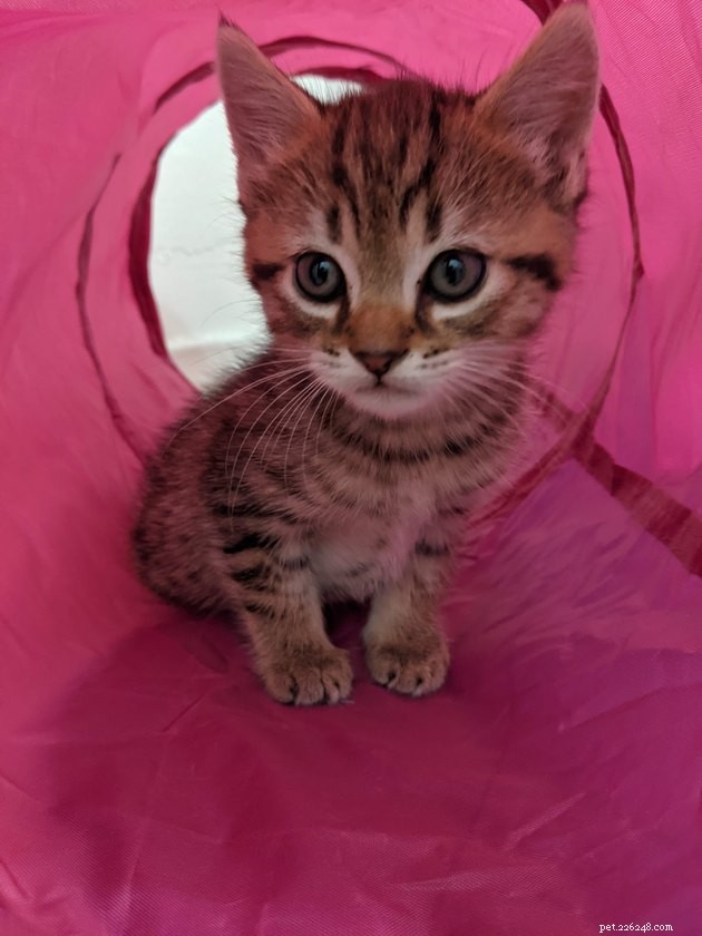 15 Key Lessons My New Kitten, Hobbes, Has Taught Me