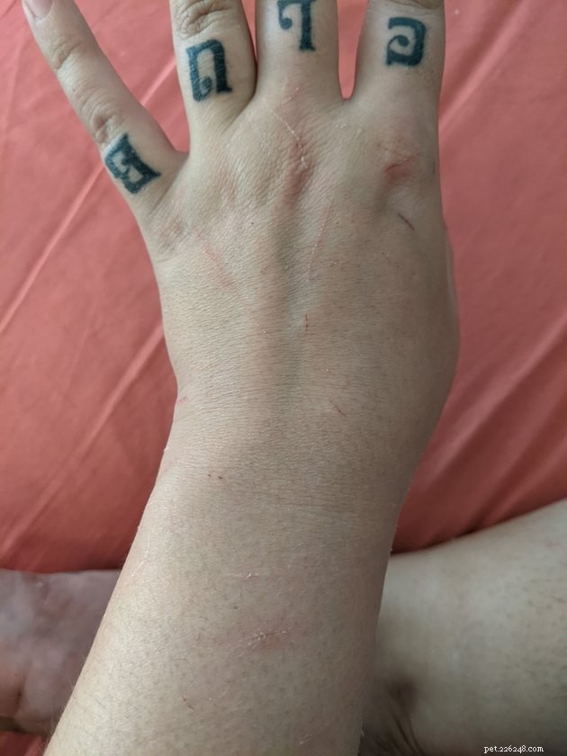 15 Key Lessons My New Kitten, Hobbes, Has Taught Me