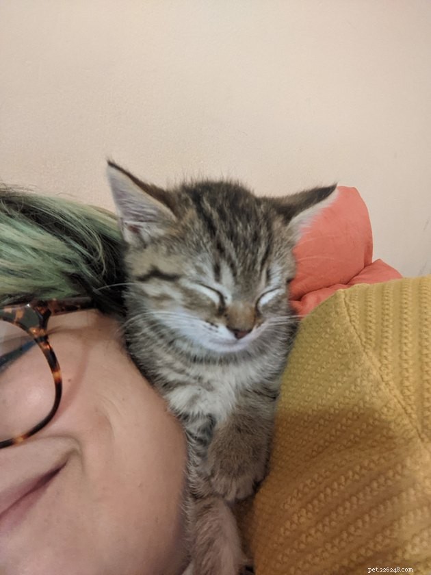 15 Key Lessons My New Kitten, Hobbes, Has Taught Me