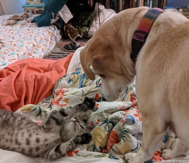 15 Key Lessons My New Kitten, Hobbes, Has Taught Me