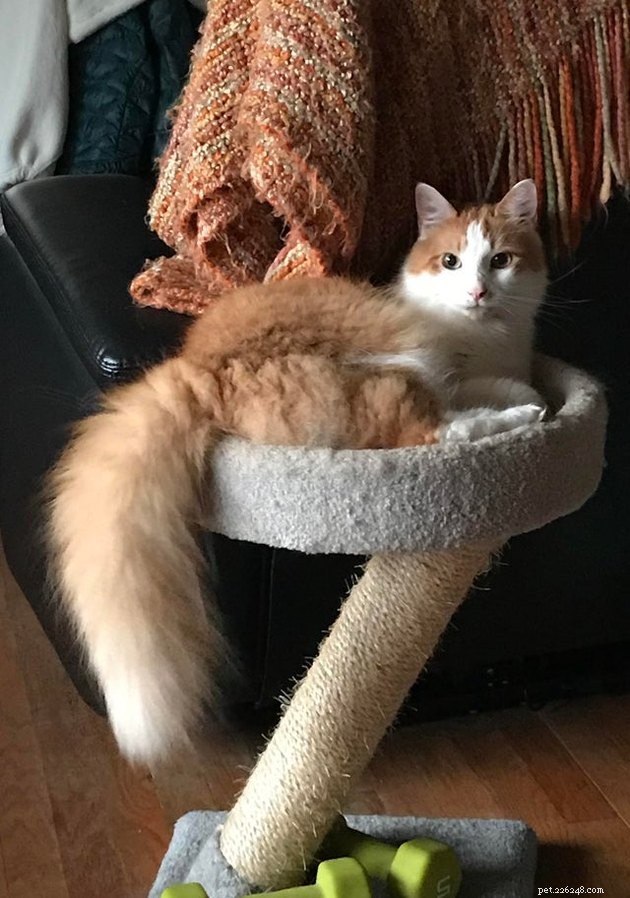 16 Cats with Beautifully Fluffy Tails