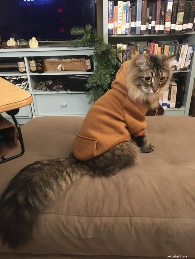 16 Cats with Beautifully Fluffy Tails
