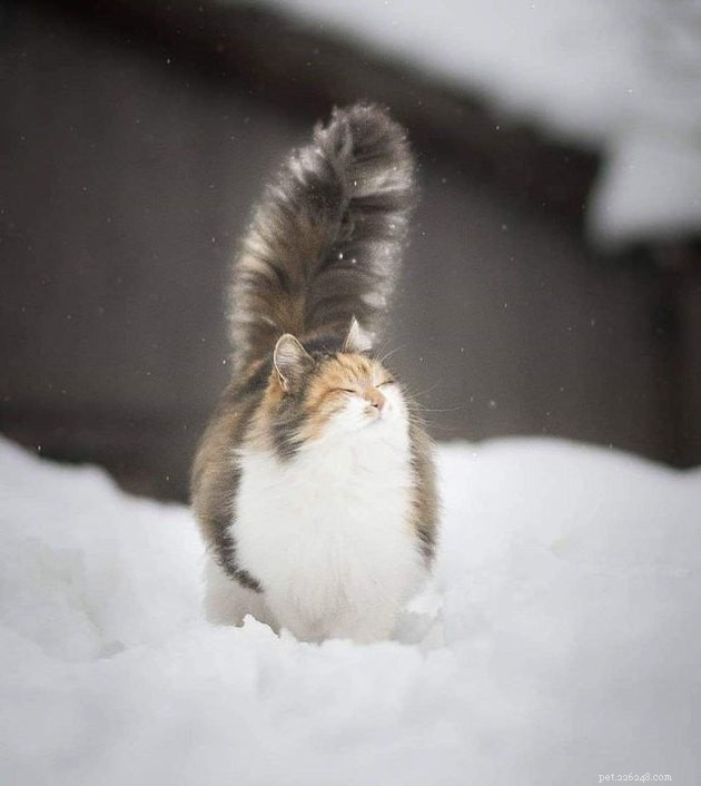 16 Cats with Beautifully Fluffy Tails