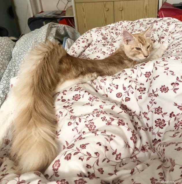 16 Cats with Beautifully Fluffy Tails