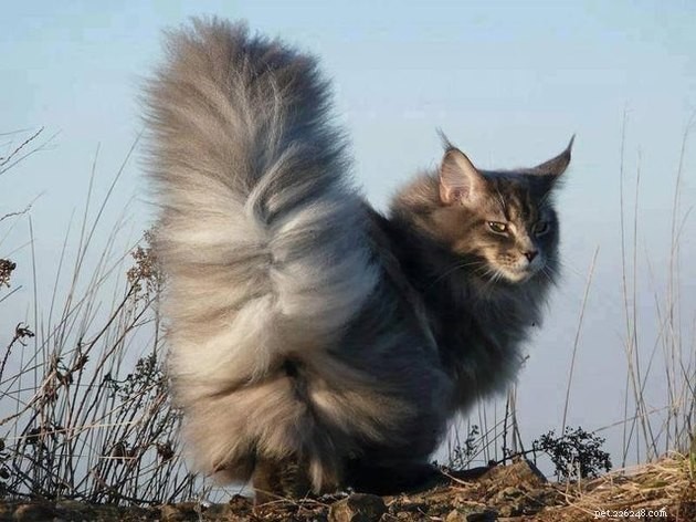 16 Cats with Beautifully Fluffy Tails