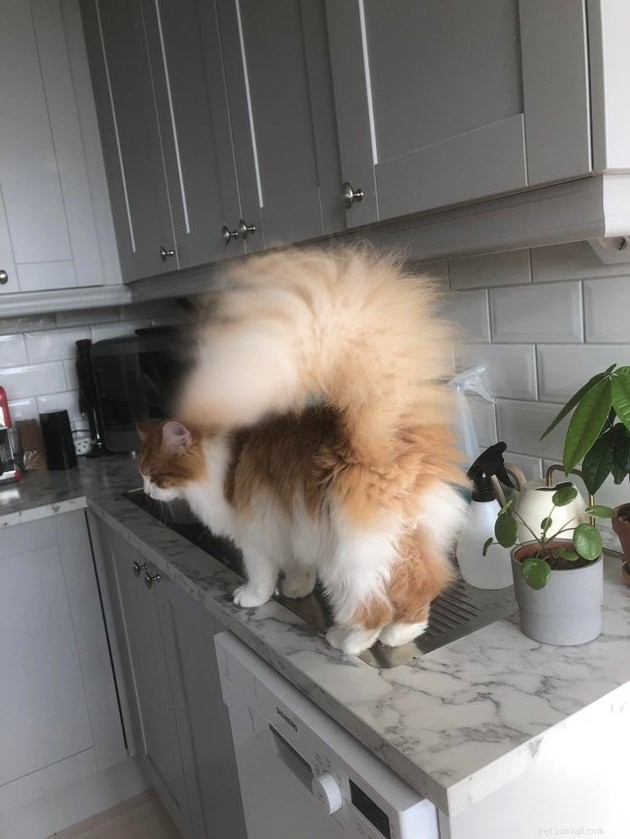 16 Cats with Beautifully Fluffy Tails